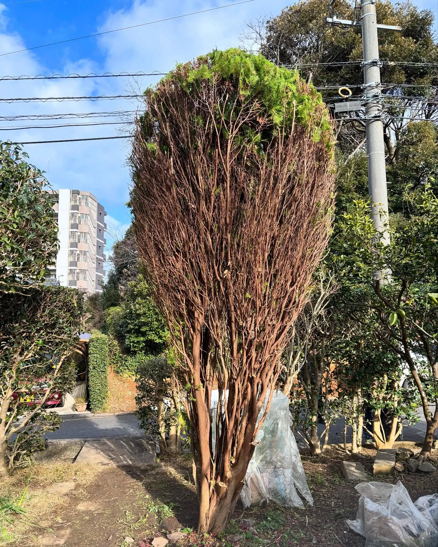 庭木剪定作業ならお任せ！