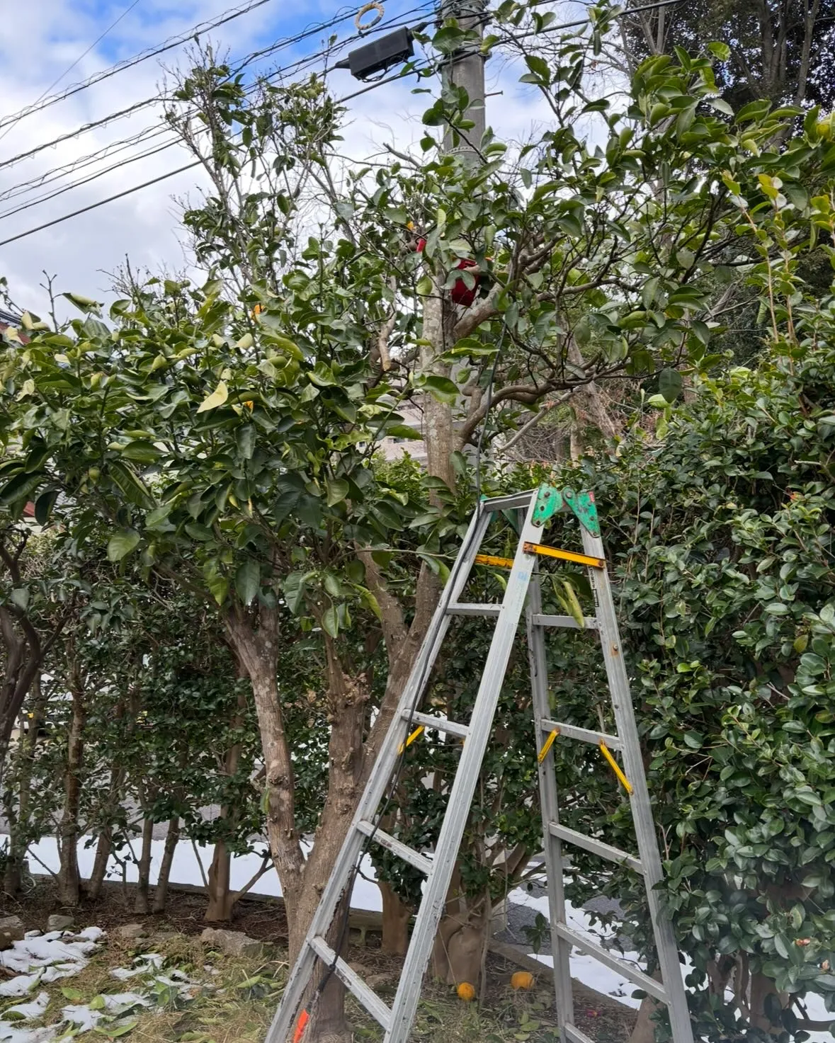 庭木剪定作業ならお任せ！