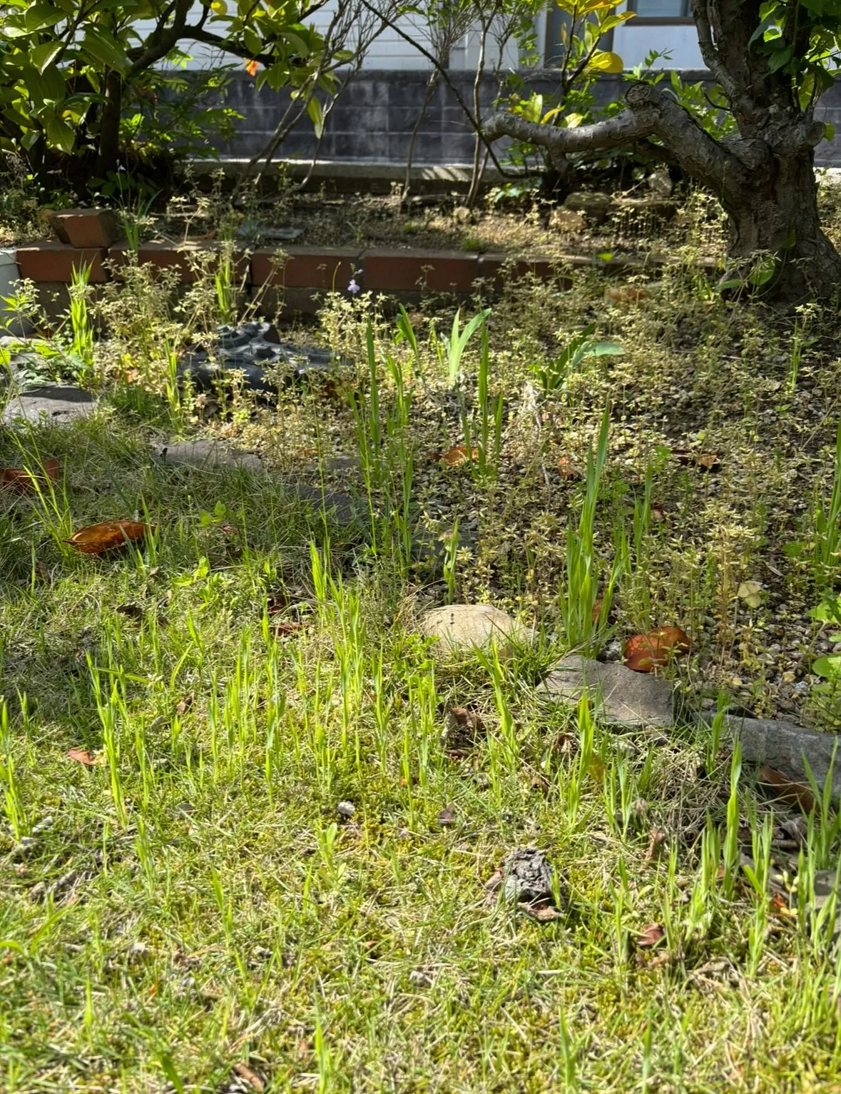 お庭の草取り、草刈り、庭木の剪定なら、ぜひ「便利屋ファミリー...