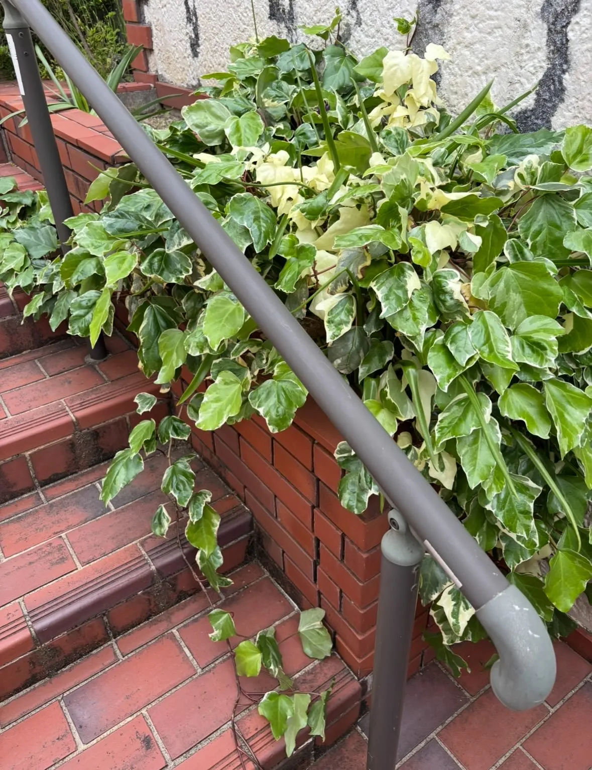 庭の 草取り、草刈り、庭木剪定に至るまで、どんな庭の悩みも便...