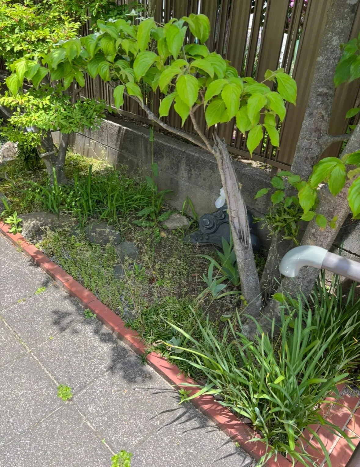 庭の 草取り、草刈り、庭木剪定に至るまで、どんな庭の悩みも便...