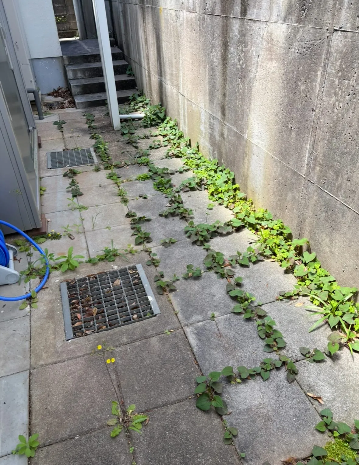 庭の 草取り、草刈り、庭木剪定に至るまで、どんな庭の悩みも便...