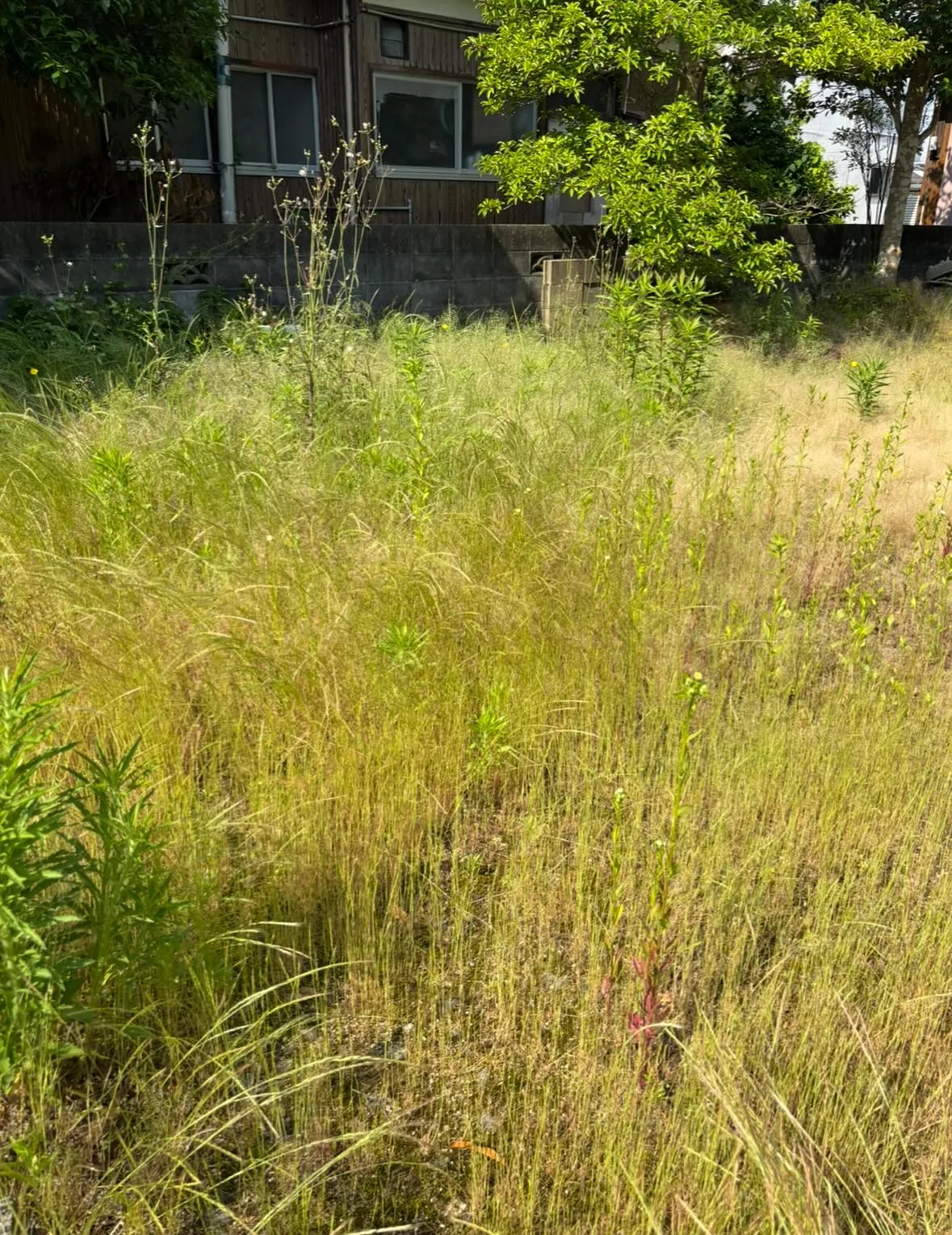 松江市の草刈り、草刈り、庭木剪定は私たちにお任せください！！