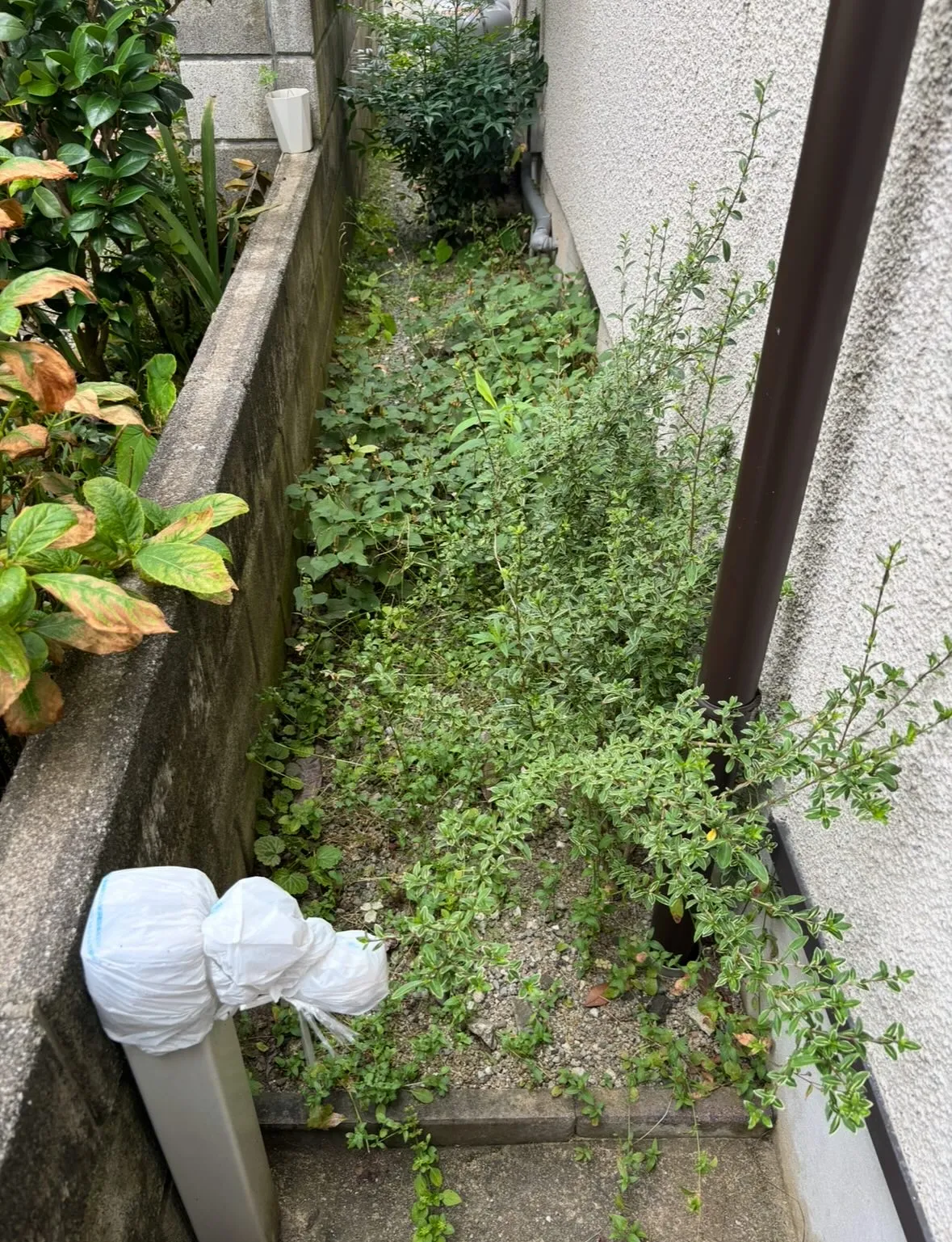 松江市、草取り、草刈り等の除草作業について🎵