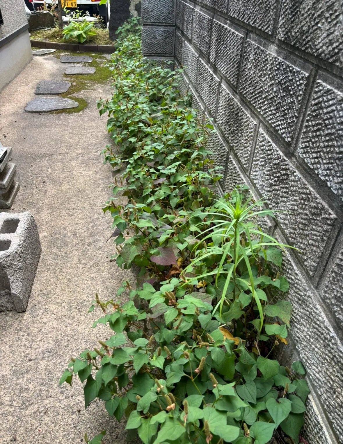 松江市、草取り、草刈り等の除草作業について🎵