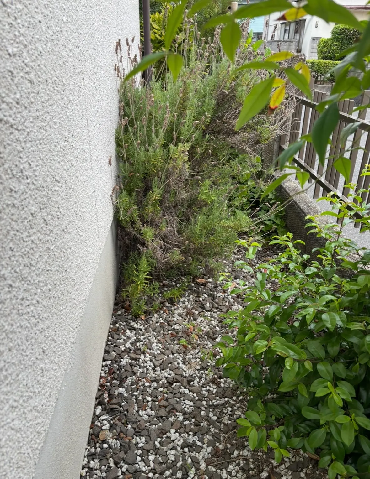松江市、草取り、草刈り等の除草作業について🎵