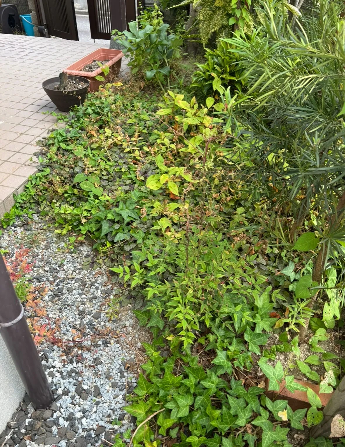 松江市、草取り、草刈り等の除草作業について🎵