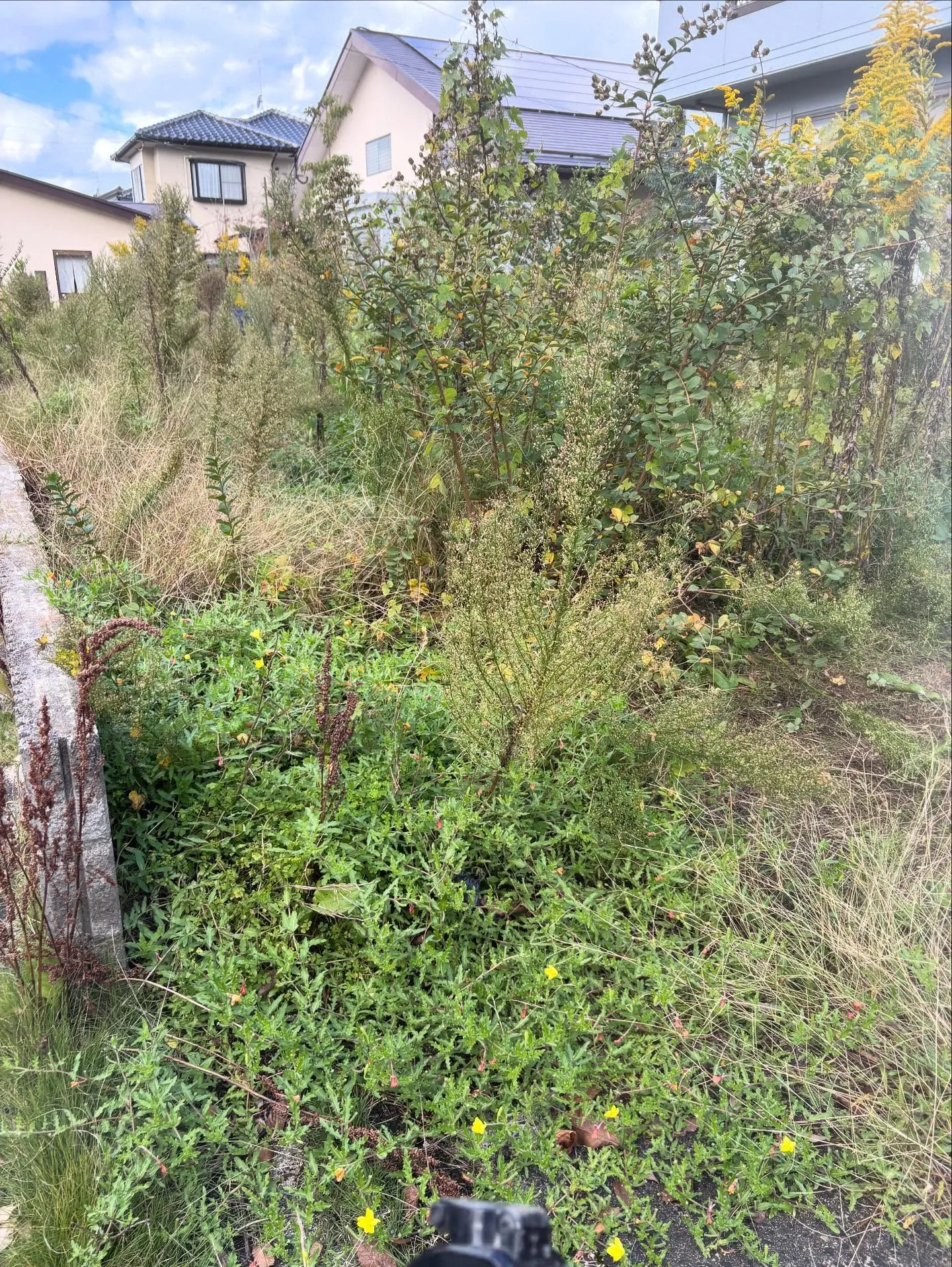 🌿草取り、除草作業について🌿