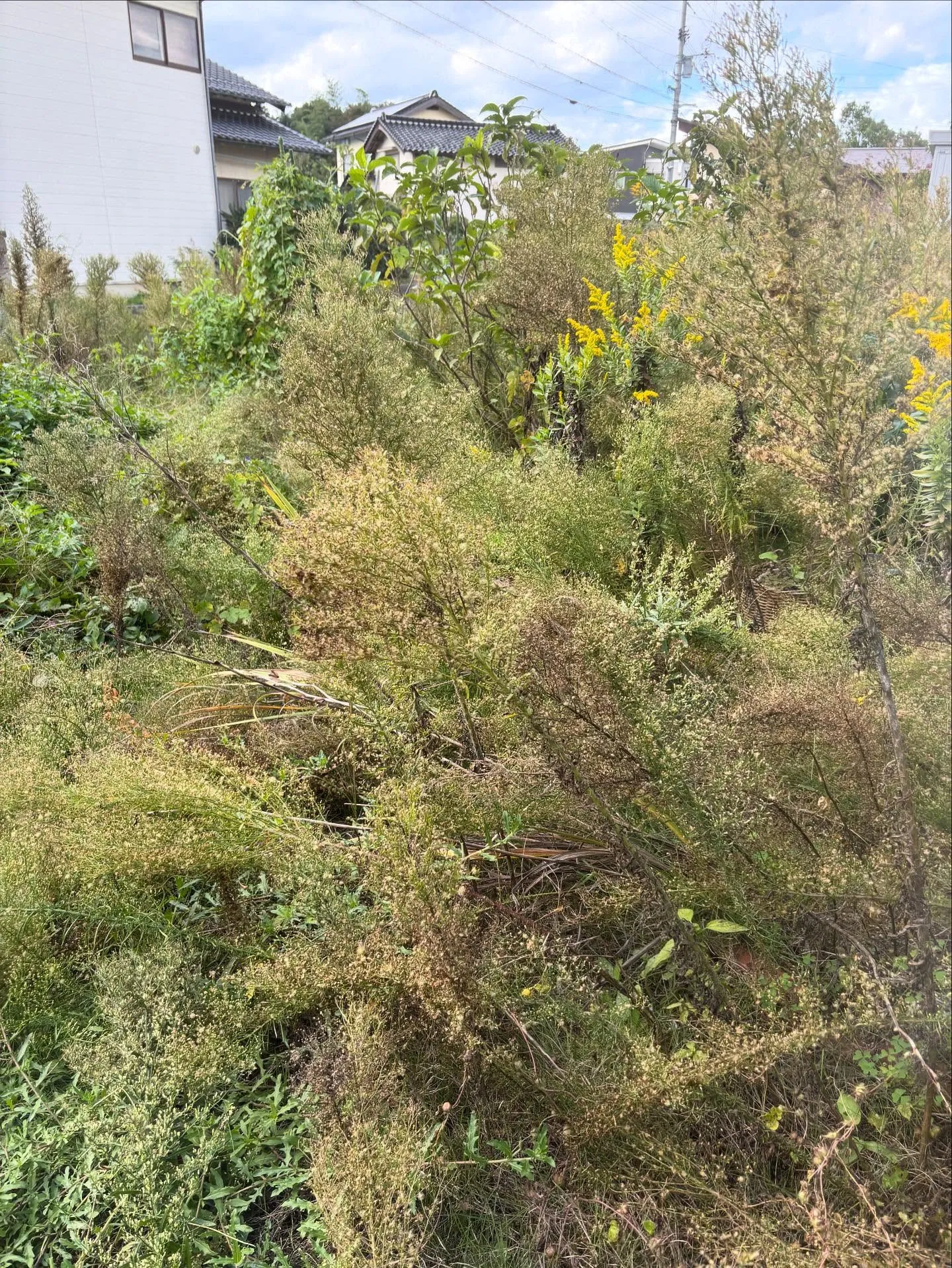 🌿草取り、除草作業について🌿