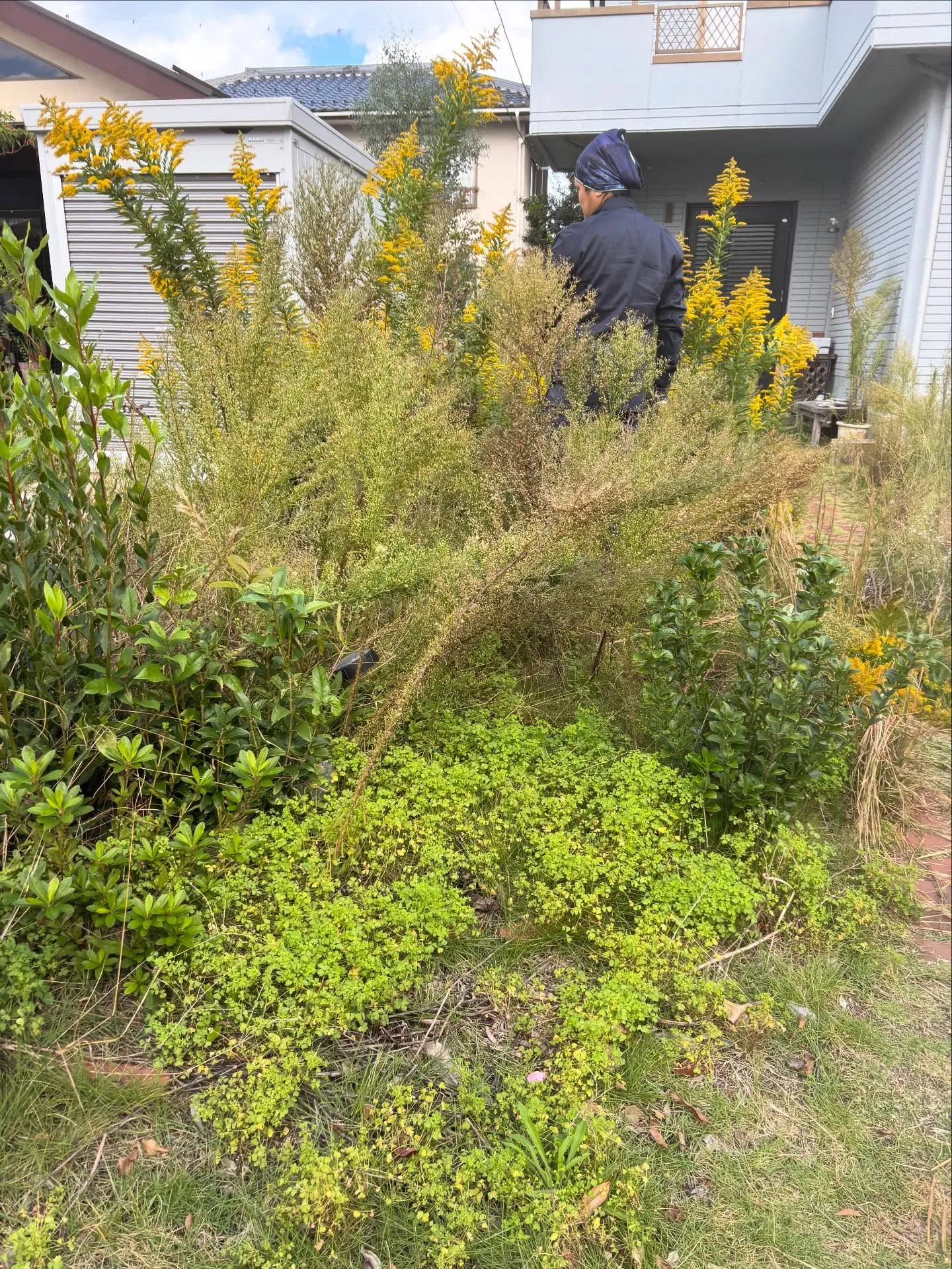 🌿草取り、除草作業について🌿
