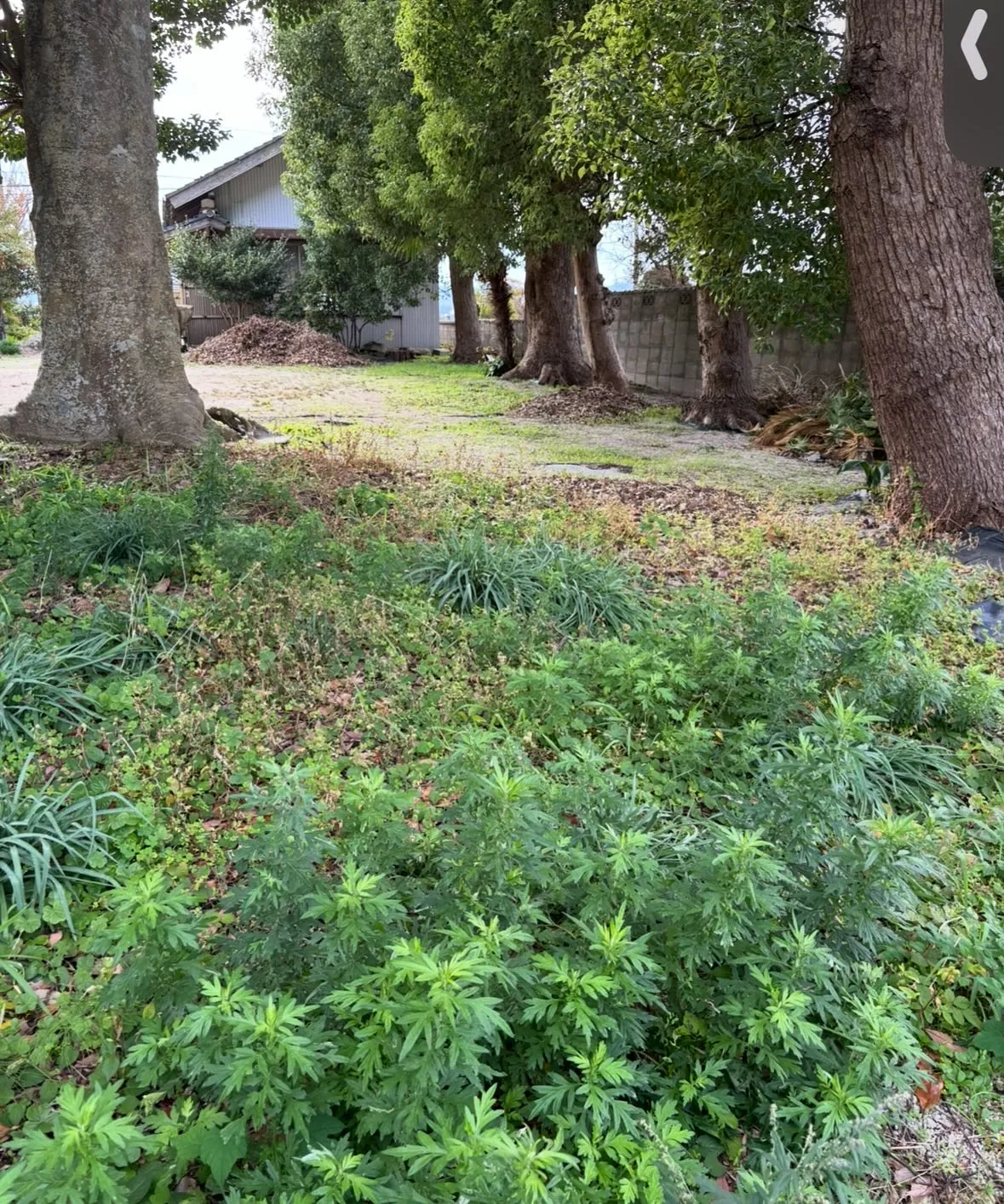 松江市の草取り、除草作業、お庭のお手入れについて🍃✨