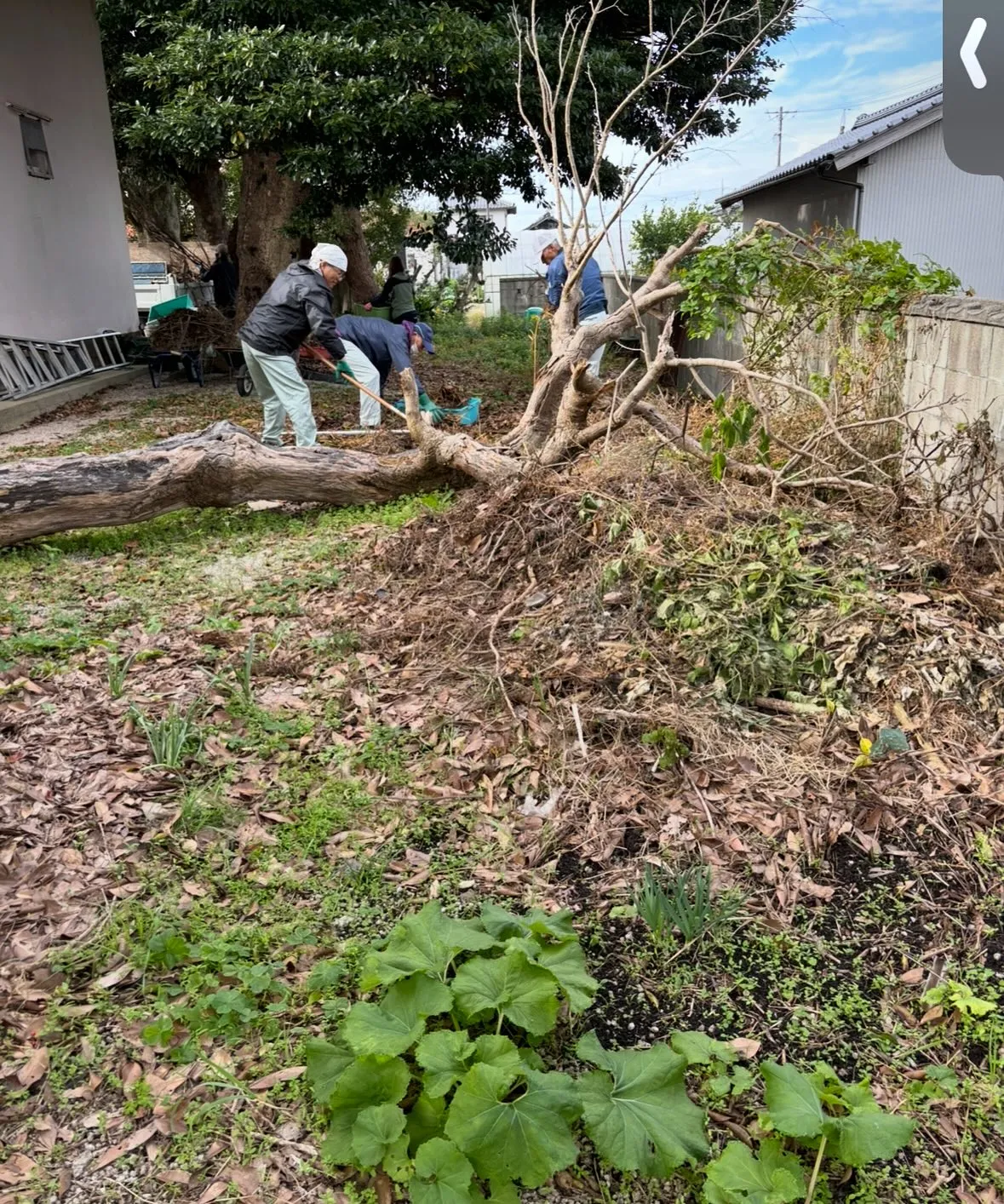 松江市の草取り、除草作業、お庭のお手入れについて🍃✨