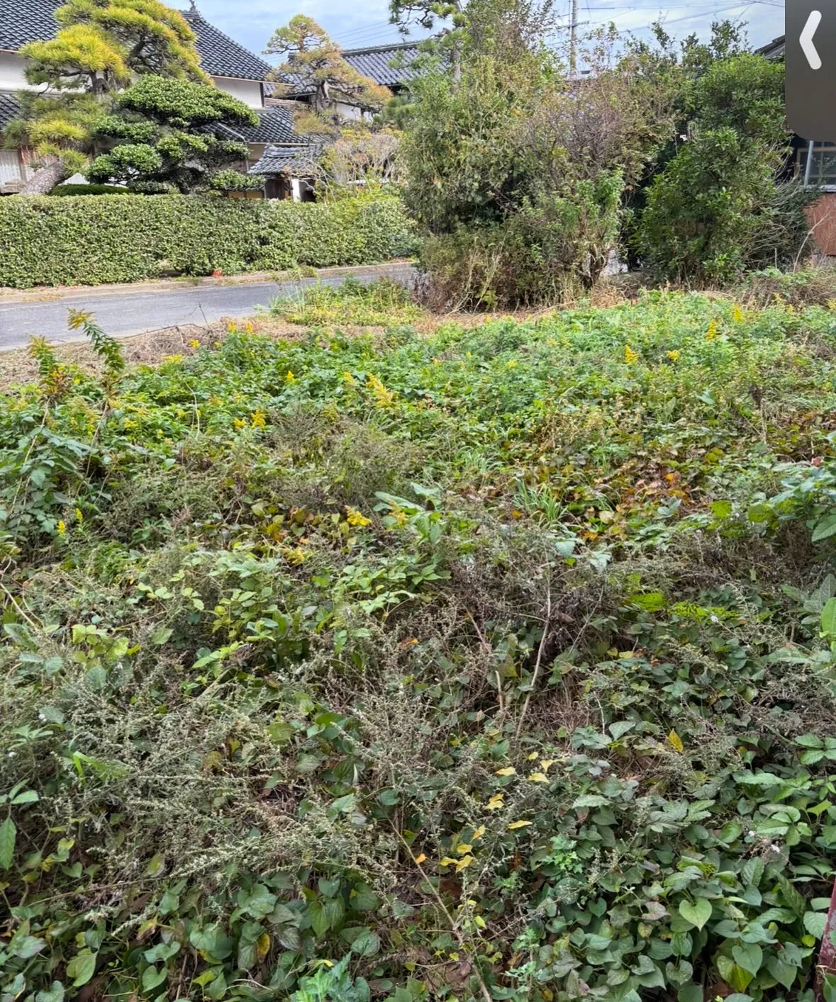 松江市の草取り、除草作業、お庭のお手入れについて🍃✨