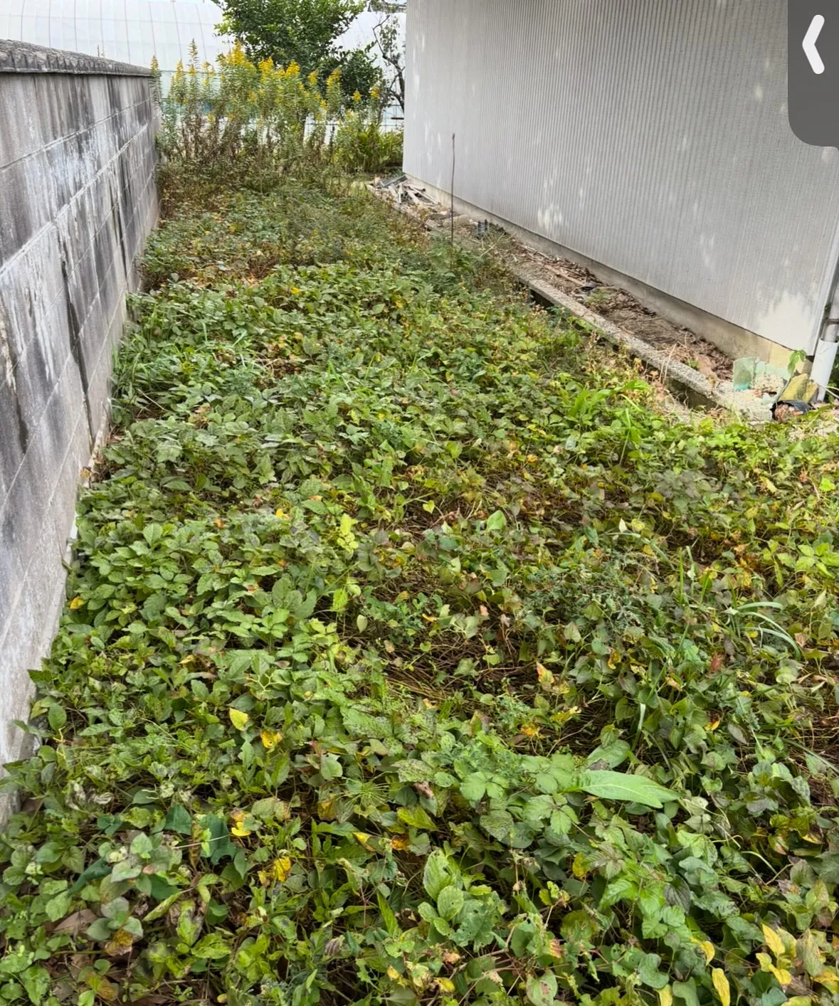 松江市の草取り、除草作業、お庭のお手入れについて🍃✨